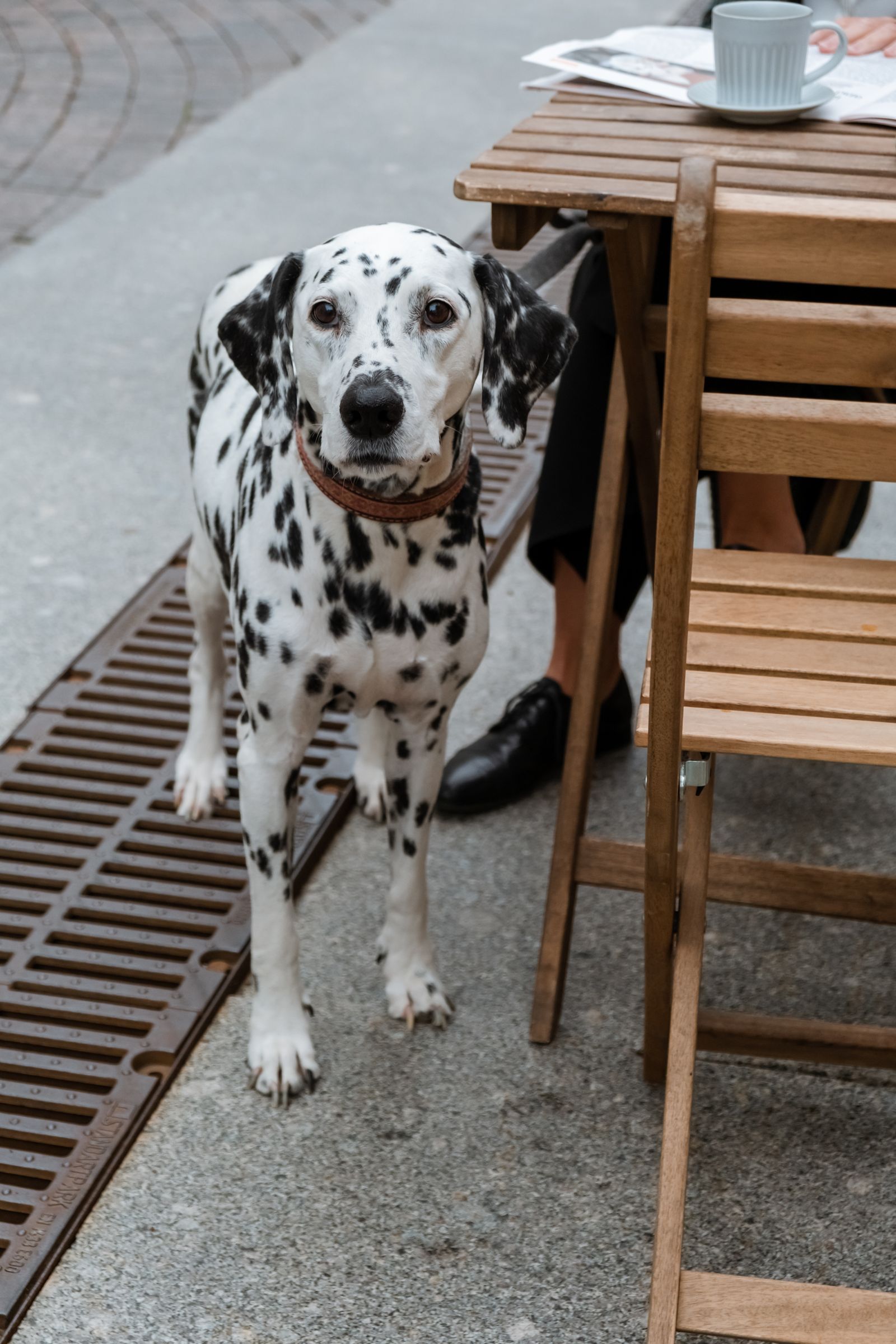 カフェ前でくつろぐ犬